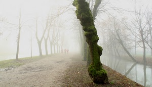 nebbia, alberi, strada, foschia, fiume, acqua, sentiero, tronco, bruma, canale, viale