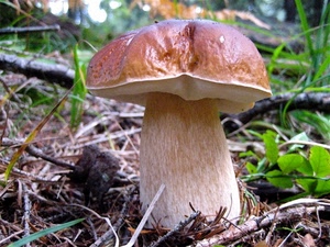 fungo, marrone, erba, foglie, verde, porcino, gambo, cappello, rami, uno, bosco
