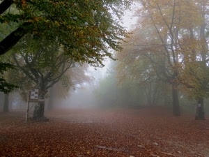foglie, alberi, nebbia, autunno, parco, rami, viale, bosco, foschia, tronchi