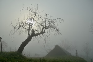nebbia, albero, sole, rami, inverno, prato, casa, spoglio, foschia