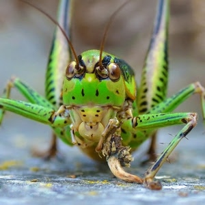 verde, zampe, insetto, antenne, occhi, cavalletta, grillo, macro