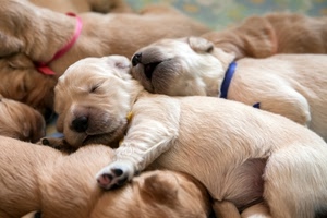 cuccioli, cani, zampa, dormire, collari, animali, pelo, cucciolata