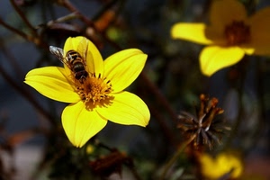 fiore, giallo, ape, insetto, petali, ali, macro