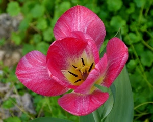 fiore, petali, pistilli, verde, macro, tulipano, foglie, giallo, rosa