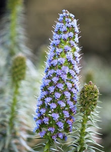 verde, viola, foglie, fiori, fiore, sfocato, lilla, natura, azzurro, infiorescenza, pianta