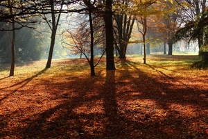 alberi, autunno, foglie, parco, ombre, luce, tronchi, raggi, bosco