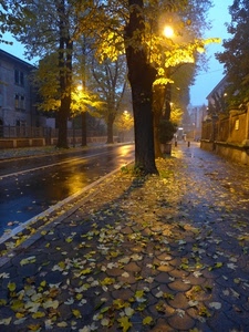 foglie, autunno, alberi, viale, luci, lampioni, strada, pioggia