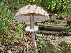 fungo, bosco, cappella, foglie, tronchi, gambo, tamburo, erba, mazza, legno, bianco