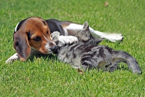 cane, gatto, erba, animali, zampe, orecchie, prato, pelo, verde, occhi, coda, due, gioco, beagle, bianco