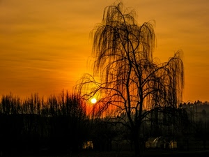 tramonto, sole, albero, controluce, arancione, rosso, rami, salice, cielo, alberi