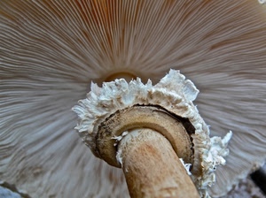 gambo, fungo, cappella, bianco, lamelle, macro, anello, righe, linee, cappello