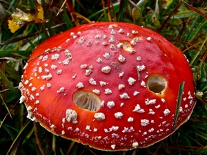rosso, fungo, bianco, cappella, buchi, amanita, erba, velenoso