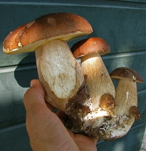 funghi, porcini, mano, tre, cappelle, gambi, marrone, dita, boleti