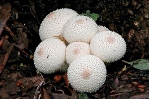 funghi, bianco, bosco, foglie, sottobosco, cappelle, natura, sfere, autunno, gruppo