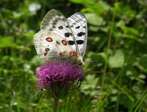 farfalla, fiore, viola, ali, insetto, verde, cardo, macro, rosa