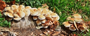 funghi, erba, tronco, foglie, prato, verde, cappelle, gruppi, giallo, natura, bosco