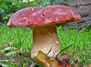 erba, fungo, foglie, porcino, gambo, verde, rosso, cappello, cappella, autunno
