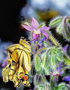 farfalla, fiore, fiori, verde, macro, giallo, insetto, ali, peluria, viola, petali, rosa