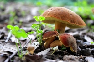 funghi, foglie, tre, marrone, verde, fungo, erba, porcini