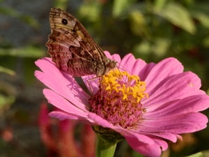 farfalla, rosa, fiore, petali, ali, giallo, colori, fiori, verde, natura, macro, insetto, corolla
