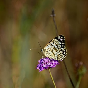farfalla, fiore, viola, ali, sfocato, insetto, stelo, macro, animale