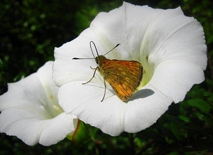farfalla, bianco, fiori, insetto, ali, due, fiore, campanula