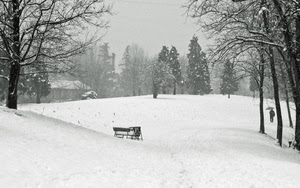 neve, alberi, panchina, inverno, bianco, bianconero, uomo, paesaggio, ombrello