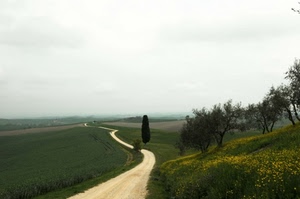 strada, alberi, campi, campagna, verde, cielo, sentiero, prati, paesaggio, fiori