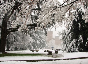 neve, panchine, alberi, parco, castello, bianco, inverno, nebbia, rami