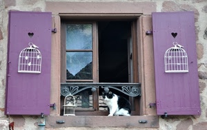 gatto, finestra, gabbie, viola, vetro, vetri, davanzale, cuori, tendina, lilla, imposte, animale, riflesso, legno, cuore, ante, scuri, riflessi, due