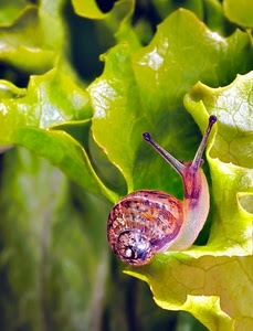 lumaca, verde, insalata, chiocciola, foglie, corna, foglia, antenne, guscio