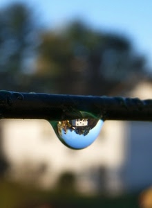 goccia, casa, macro, acqua, riflesso, alberi, ramo, sfocato, rovesciato, azzurro, cielo