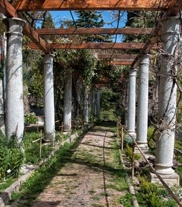 colonne, travi, rampicanti, verde, legno, viale, piante, giardino, erbacce, alberi