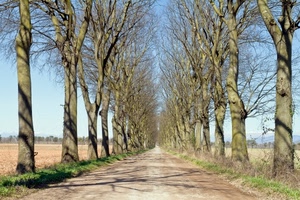 strada, alberi, viale, cielo, prospettiva, rami, campi, ombre, campagna, azzurro, tronchi, verde, fila, erba, piante