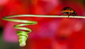 rosso, coccinella, insetto, spirale, macro, verde, maggiolino, ramo, natura