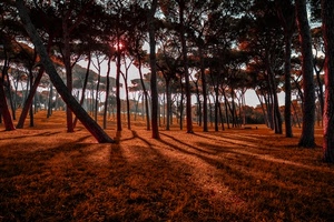alberi, ombre, sole, controluce, tronchi, pineta, rosso, erba, bosco, cielo, rami