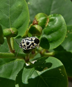 verde, insetto, foglie, antenne, nero, cimice, macro, foglia, bianco