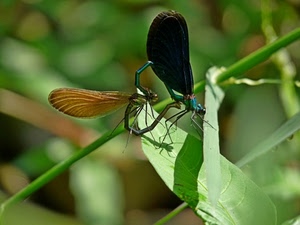 verde, insetti, foglie, macro, libellule, ali, foglia, ramo, natura, accoppiamento