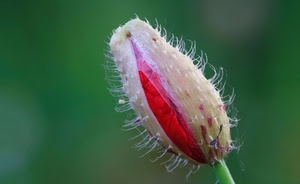 rosso, fiore, bocciolo, verde, papavero, macro, peluria, natura, chiuso, sfocato