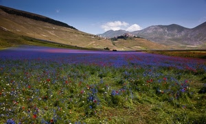 fiori, nuvole, montagne, verde, cielo, panorama, rosso, castelluccio, erba, prato, viola, azzurro, bianco, colori, colline, collina, blu, campo, borgo, paesaggio, montagna