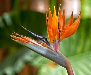 fiore, petali, arancione, arancio, verde, gambo, strelitzia, macro, pianta