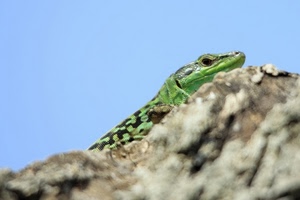 verde, lucertola, roccia, cielo, occhio, rettile, ramarro, sasso, pietra