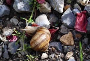 sassi, lumaca, chiocciola, corna, pietre, petali, guscio, rosso