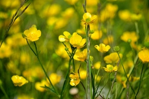 giallo, fiori, verde, ranuncoli, steli, erba, prato, petali, estate
