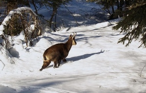 neve, corna, alberi, animale, bianco, ombra, rami, inverno, natura, stambecco, montagna, verde, camoscio