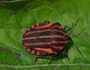 verde, insetto, foglia, nero, rosso, cimice, strisce, bicolore