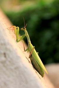 verde, insetto, zampe, mantide, macro, cavalletta, antenne, sfocato, animale