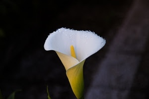 bianco, fiore, calla, giallo, nero, pistillo, gocce, macro, rugiada, calle