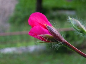 fiore, petali, bocciolo, verde, stelo, rosa, peli, gambo, sfocato, fucsia, peluria, ciclamino, macro