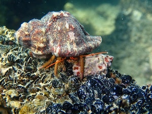 mare, acqua, cozze, conchiglia, paguro, granchio, scoglio